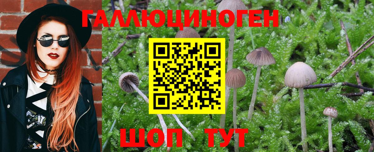 Новокубанск  Галлюциногенные грибы ЛСД  Псилоцибиновые грибы Cubensis  Вход с VPN 